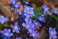 Anemone hepatica в саксия, снимка 1 - Градински цветя и растения - 45079559