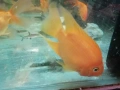 Продавам голями риба червен Папагал, анциструси, Птеригоплихт , снимка 3