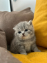 Британски късокосмести котета с РОДОСЛОВИЕ, снимка 1 - Британска късокосместа - 44480494
