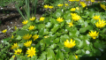 Жълтурче (Ficaria verna), снимка 1 - Градински цветя и растения - 44940351