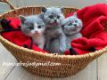 Продавам 4 сладки котенца, могат да дойдат с вас веднага, снимка 1 - Британска късокосместа - 45161360