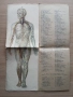 Анатомичен модел, фотоиздателство "Георги Пасков" , снимка 4