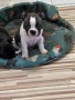 Френски булдочета (мъжки), снимка 6