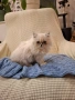 Персийски котенца, снимка 9