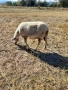 Продавам ялова овца., снимка 1