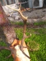 Рога от Елен със стойка, снимка 6