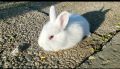 Зайци зайчета заек, снимка 1 - Други животни - 45700896