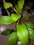 Philodendron Malay Gold , снимка 2