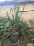 Юка - студоустойчиви големи растения в саксия , снимка 13