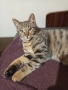 подарявам малки котета, снимка 7