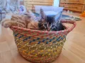 Мейн Кун котета / Мейн Куун / Maine Coon, снимка 3