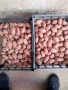 Червени картофи за семе рътени , снимка 2