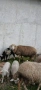 Продавам овца с агне, снимка 5