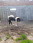 Мъжко куче на година , снимка 1 - Каракачанска овчарка - 45023456