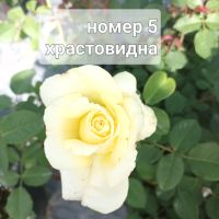 Рози в контейнер 2 литра, снимка 5 - Градински цветя и растения - 45652437