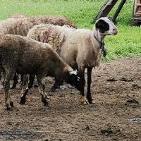 Продавам агнета , снимка 3 - Овце - 45664897