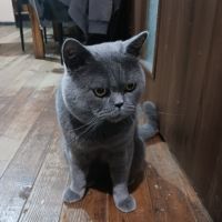 Продавам сини британски късокосмести котета, снимка 2 - Британска късокосместа - 45966062