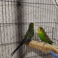 Продавам два броя вълнисти папагали , снимка 3 - Папагали - 45901100