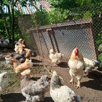 Пчелни отводки. Млади пуйки, кокошки Брама, пилета и юрдечки. , снимка 7 - Кокошки и пуйки - 40604731