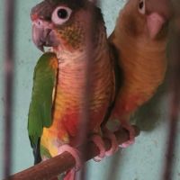 Двойки папагали , снимка 16 - Папагали - 45234531
