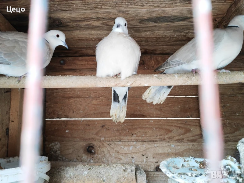 Продавам гугутки скумрийки , снимка 1