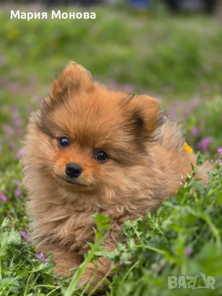 Продава померан момченце, снимка 1