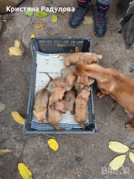 Продават се чистокръвни малки дакелчета. Търсят се хора наистина обичащи животните., снимка 1
