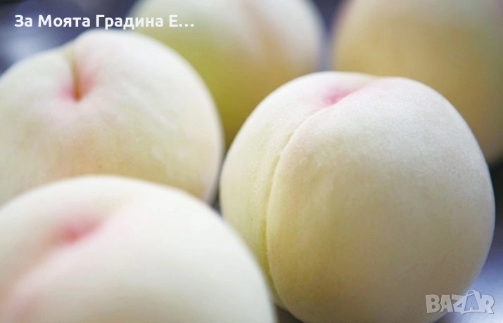 Бяла нектарина, снимка 1