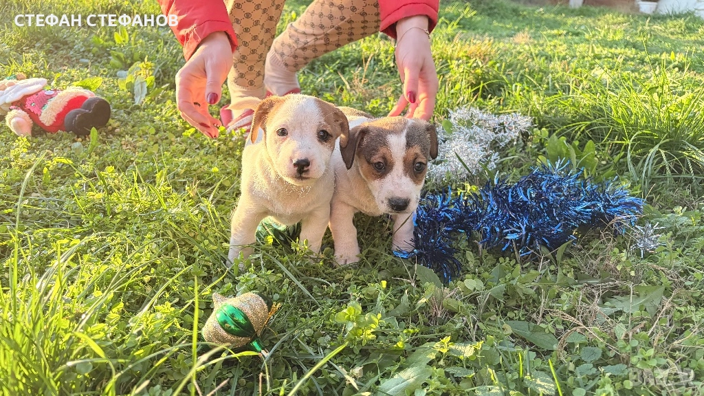 Джак Ръсел , снимка 1