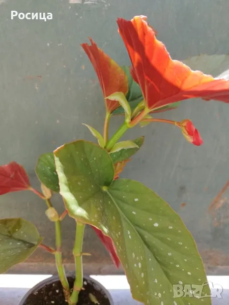 Бегония Тамая, снимка 1