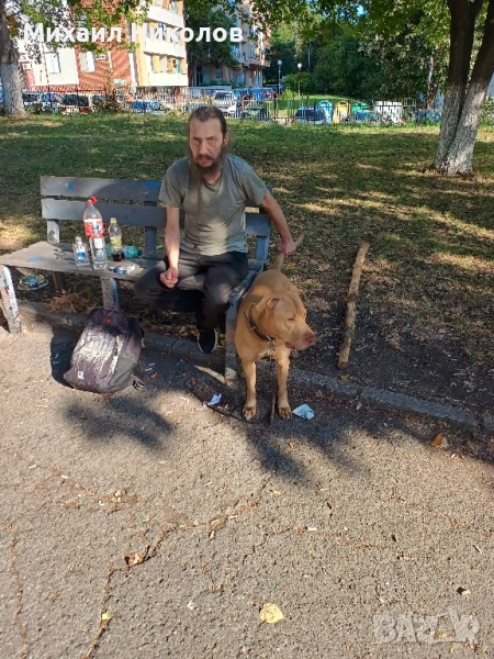 мъжки питбул за разплод, безплатно , снимка 1