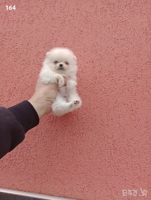 Померан. Мини момиченце. Реални снимки !, снимка 1