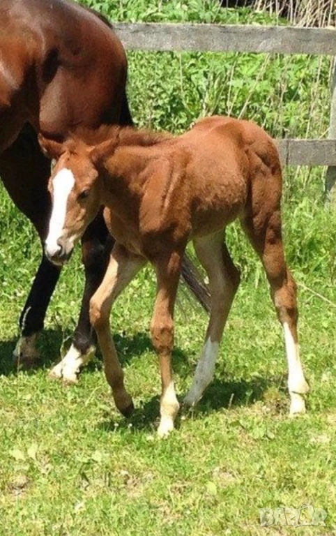 Спешно подарявам конче и кози правец, снимка 1