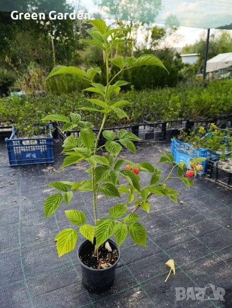 Малина сорт Херитидж, снимка 1