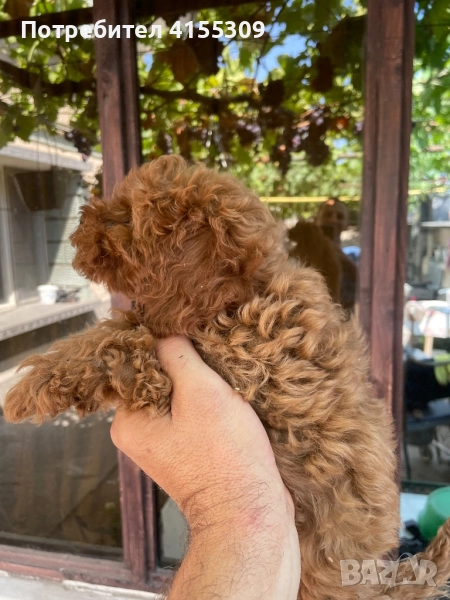 Мини Пудел, снимка 1