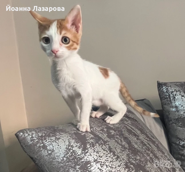 СПЕШНО!Подарявам котенце, снимка 1