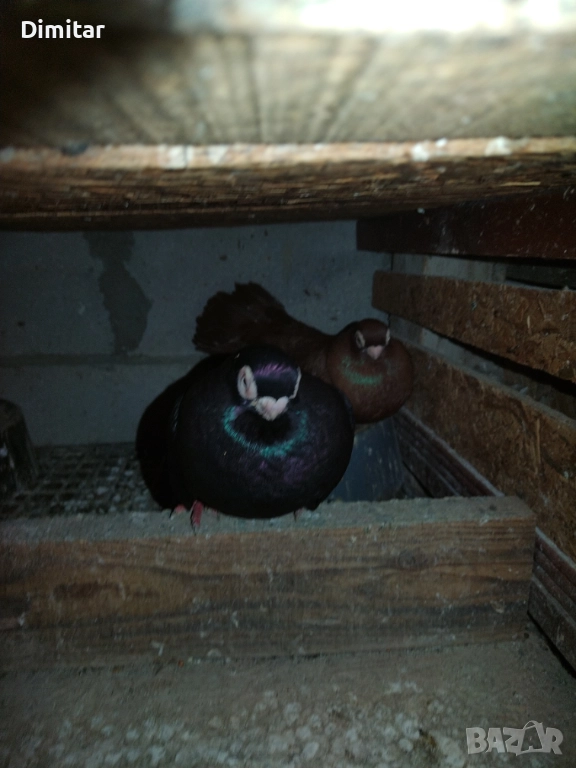 Работеща двойка, снимка 1