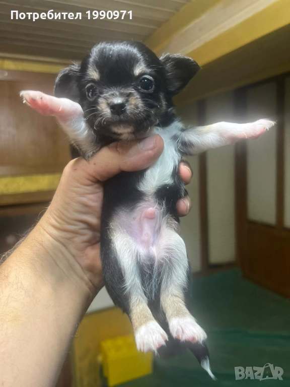 Мъжко мини чихуахуа, снимка 1