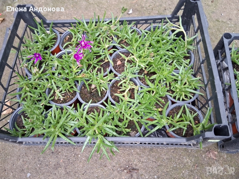 Делосперми, снимка 1