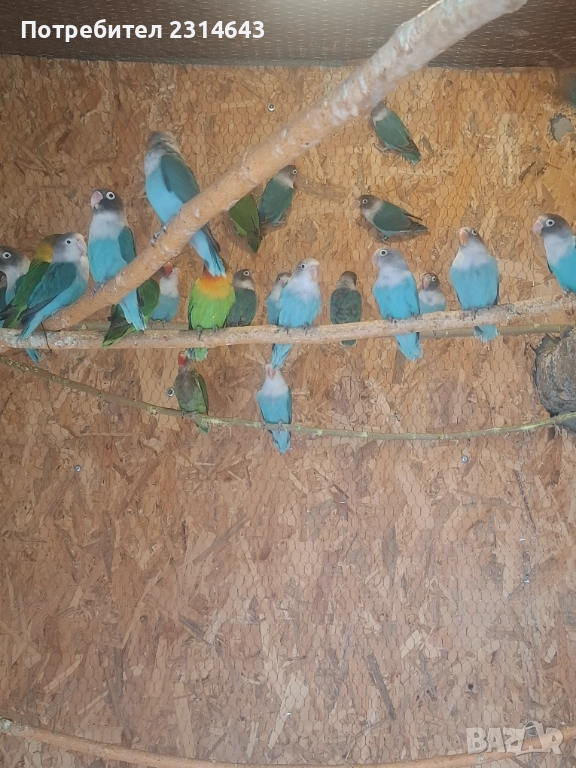 Неразделки , снимка 1