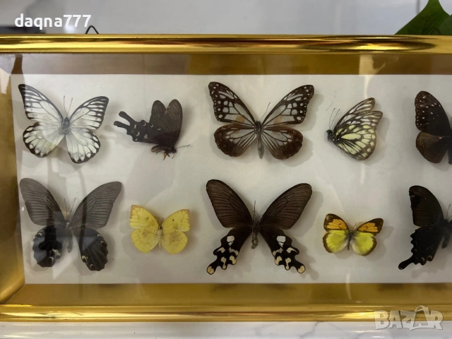 Рамка с екзотични пеперуди Азия, снимка 6 - Декорация за дома - 53397346