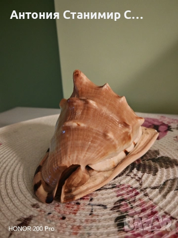 Рапан за декорация , снимка 3 - Други - 53697939