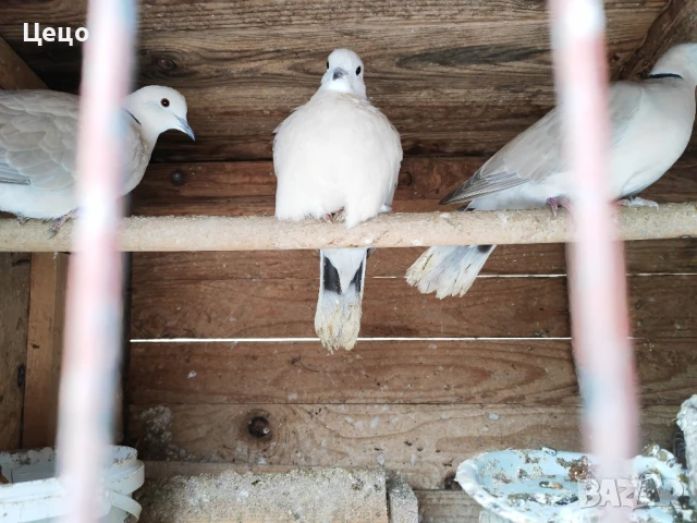 Продавам гугутки скумрийки 