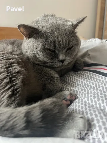 Благороден син британец търси подходяща дама, снимка 18 - Търси партньор - 46957445