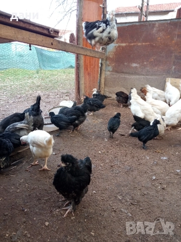 пилета и петли, снимка 4 - Кокошки и пуйки - 52837381