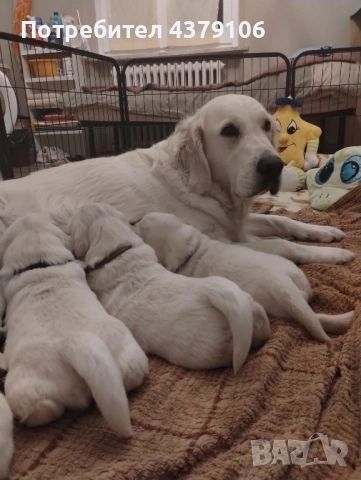 Голдън ретривър момче родословен баща, снимка 10 - Голдън ретривър - 53036033