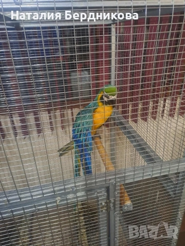 Синьо-жълта ара бебета, снимка 4 - Папагали - 51317087