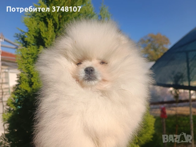 Померан/Померани, снимка 8 - Померан - 52920016