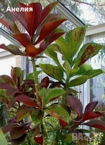 Еуфория рубра африкански млечен храст, снимка 2 - Стайни растения - 53266354