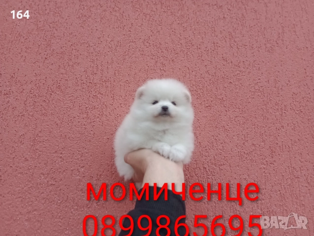 Померани. Реални снимки от 05.01.26 г. , снимка 3 - Померан - 52984906